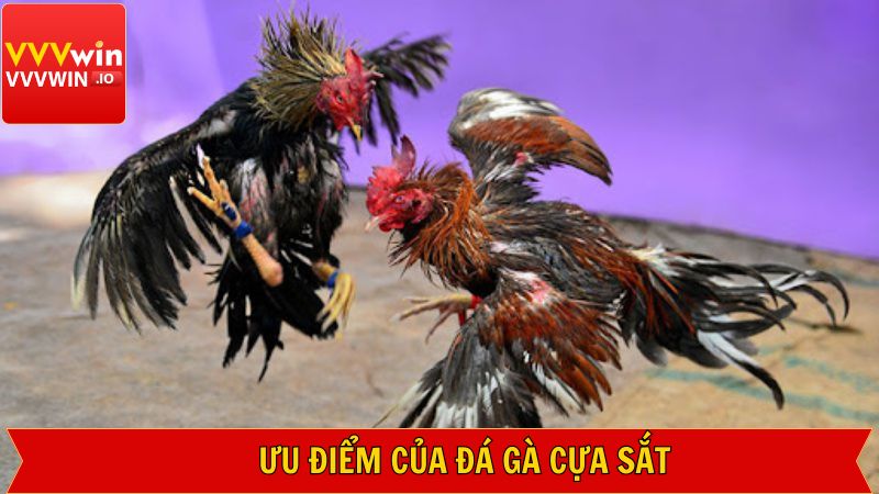 Ưu điểm khi cá cược chọi kê tại Vvvwin